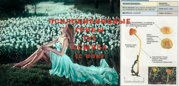 ПСИЛОЦИБИНОВЫЕ ГРИБЫ Балахна